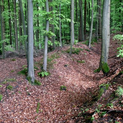 Bild vergr��ern: Dieser Hohlweg bei M�sen im Gebiet der sogenannten �Selgro� zeigt eindrucksvoll, wie sich die jahrhundertelange Nutzung durch Fuhrwerke und Vieh und der abflie�ende Regen in den Boden eingeschnitten haben.