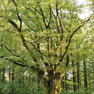 Bild vergr��ern: Die �ber 200 Jahre alte Buche bei Krombach ist der letzte verbliebene Teil eines �Geb�cks�: einer lebendenden Grenze aus B�umen, deren �ste nach unten geboten und in den Boden gepflanzt wurden, bis sie ein un�berwindbares Hindernis darstellten.