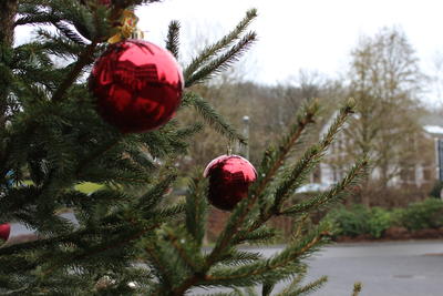Bild vergr��ern: Die Weihnachtsb�ume k�nnen in diesem Jahr mit der n�chsten Biom�llabfuhr (je nach Ortsteil zwischen dem 18. und 21. Januar 2021) entsorgt werden. Der genaue Termin ist dem Abfallkalender zu entnehmen.