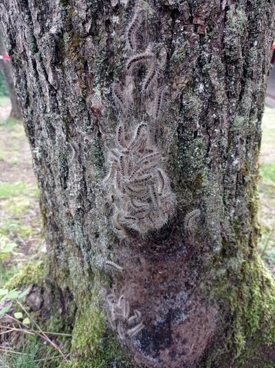 Bild vergr��ern: Eichenprozessionsspinner an einem Eichenstamm im Ortsteil Wilgersdorf.