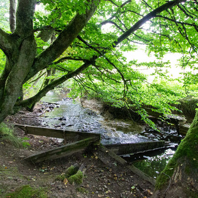 Bild vergr��ern: Auch an dieser Stelle der Wei� wurden Abst�rze eingebaut, um den Wasserspiegel anzuheben und das Wasser der Wei� nutzen zu k�nnen, in diesem Fall f�r einen Fischteich. Zus�tzlich wurde der Bachlauf hier noch seitlich mit Betonelementen befestigt, um die Abst�rze und den erh�hten Wasserspiegel halten zu k�nnen.