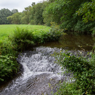 Bild vergr��ern: Mit sogenannten Abst�rzen wie diesen hob der Mensch den Wasserspiegel der Wei� an, um das Wasser f�r die Bewirtschaftung der umliegenden Fl�chen zu nutzen. Den H�henunterschied von fast einem Meter kann kein Wasserlebewesen �berwinden. Dieser Absturz wird im Zuge der Renaturierung in eine Gleite umgebaut, die Fische und andere Wasserbewohner wieder bachaufw�rts wandern l�sst.