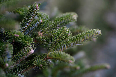 Nach dem Jahreswechsel stellt sich die Frage: Wohin mit dem Weihnachtsbaum?