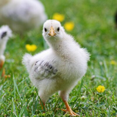 Bild vergr��ern: Tierkinder und Blumenmeer im Familienworkshop der Jugendkunstschule