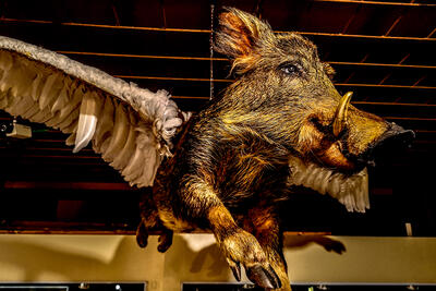 Fliegendes Schwein in der Sonderausstellung Monster und Mythen Museum Wilnsdorf
