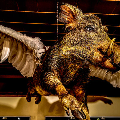 Bild vergr��ern: Fliegendes Schwein in der Sonderausstellung Monster und Mythen Museum Wilnsdorf