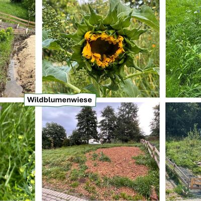 Bild vergr��ern: Einblick in den Schulgarten: Wildblumenwiese
