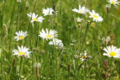 Biodiversit�t