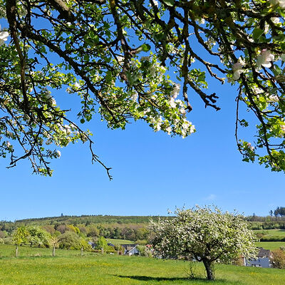 Bild vergr��ern: Apfelbaumbl�te bei Wilgersdorf
