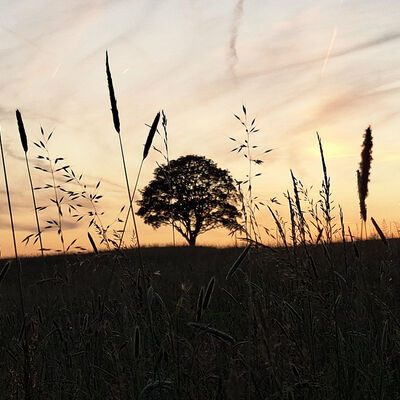 Bild vergr��ern: Sonnenuntergangsstimmung bei Wilgersdorf
